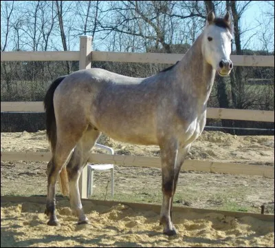 Un demi-sang doit obligatoirement avoir un parent à sang froid.