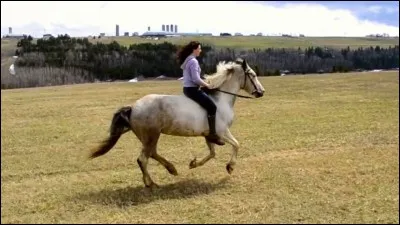 Dans le langage équestre, "niveau" se dit :