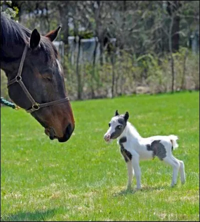 Le plus petit cheval du monde est...
