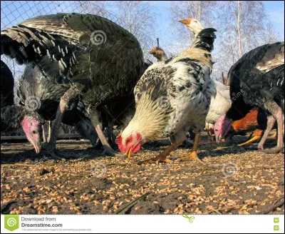 Lequel de ces oiseaux ne fait pas partie de la volaille ?
