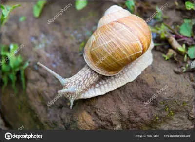 Lequel est un mollusque sans coquille ?