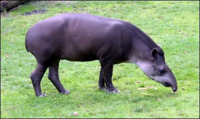 Où peut-on le voir ?