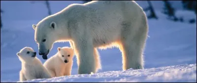 Où se situe le parc national Wapusk ?