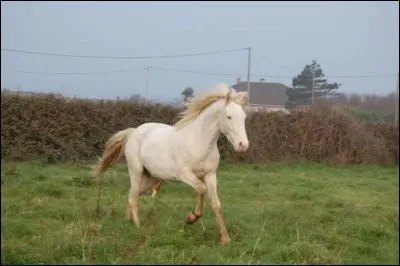 Un cheval blanc existe.