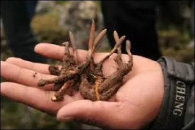 Quel est le nom du champignon qui a commencé l'infection ?