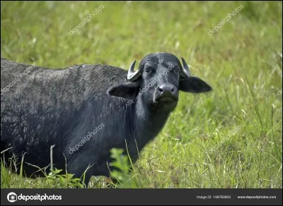 Qui a &eacute;crit "Buffles" ?