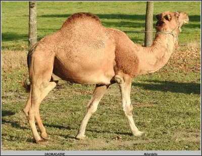 Quel est cet animal ?