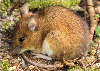 Quel est cet animal ?