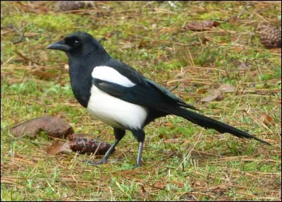 Quel est cet animal ?