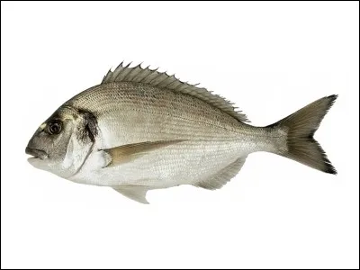 Quel est cet animal ?