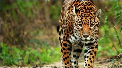 Quel est cet animal ?