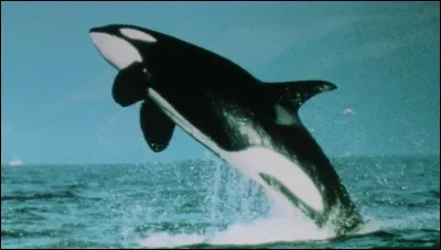 Quel est cet animal ?