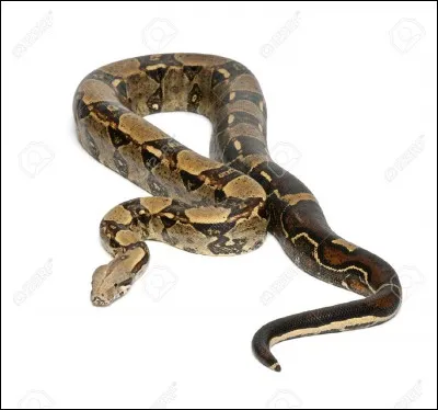 Quel est cet animal ?