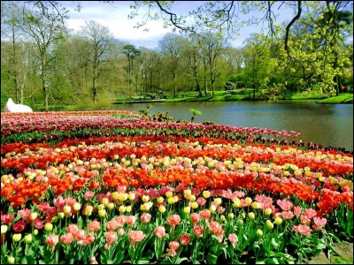Les jardins de Keukenhof, avec ses pans de tulipes et autres fleurs, situés dans la ville de Lisse, se trouvent dans quel pays ?