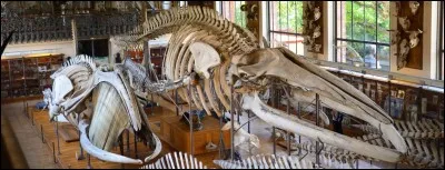 Une fois au musée, (si tu avais choisi la première réponse, disons que tes parents ont réussi à te faire sortir du lit) une dame médiatrice te propose de te faire visiter le musée. Quelle est ta réaction ?