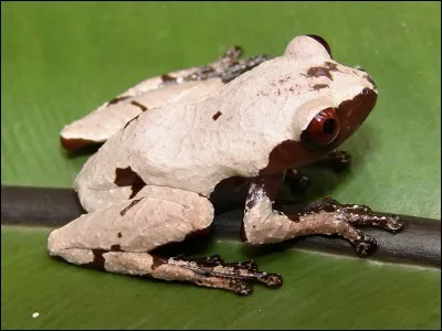 À quel ordre appartient "Theloderma licin" ?