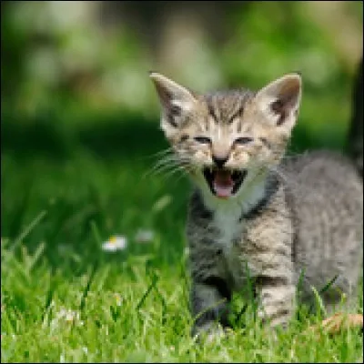 Tu es un félin.
Tu chasses et tu vois ton ennemi arriver.
Il te dit de partir.
Que fais-tu ?