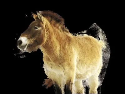 À quoi ressemblait l'ancêtre du cheval ?