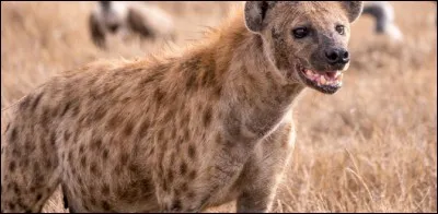 Dans quel continent habite la hyène ?