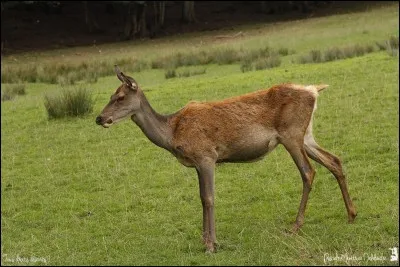 On doit la place Stanislas de Nancy à l'architecte...