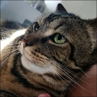 Comment s'appelle leur chat ?