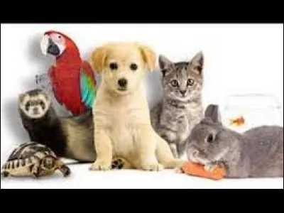 Quel animal préfères-tu ?