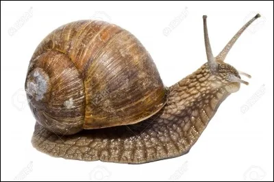 Quelle distance les escargots parcourent-ils en une heure ?
