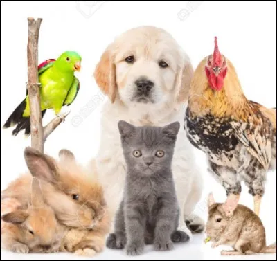 Quel serait l'animal qui resterait toujours à tes côtés parmi ceux-là ? (pas en fonction de la couleur)