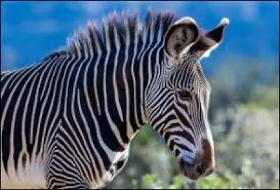 Septembre 1891 : Qui a donné son nom à une race de zèbres ?