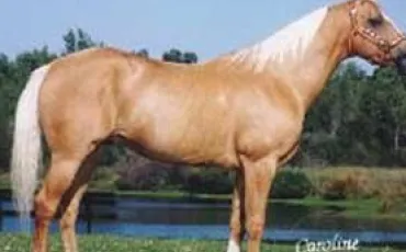 Quiz Galop 2