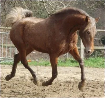 Quel est l'autre nom de robe pour dire &laquo;&nbsp;alezan tachet&eacute;&nbsp;&raquo; ?