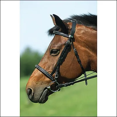 Le filet est compos&eacute; (en partant du bas) de...