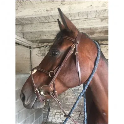 On appelle ce type de muserolle : une muserolle...