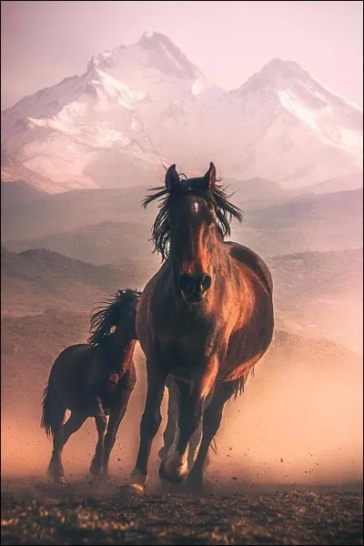 Si tu étais un cheval, on te connaîtrait pour...