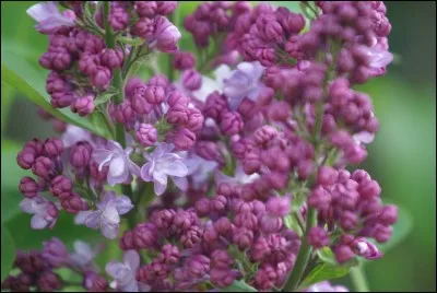 M&eacute;tier de bouche, c'est le...