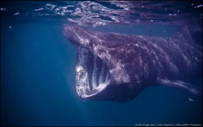 Il avait le bourdon, c'est le...