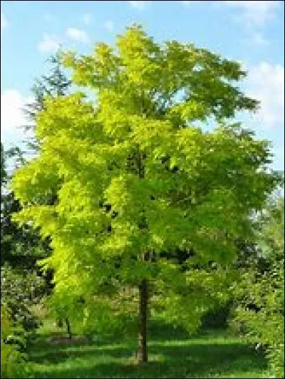 En cas d'ingestion accidentelle de faux acacia (écorce), de quels types de symptômes souffrira le cheval ?