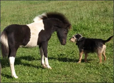 Quelle est la plus petite race de chevaux au monde ?