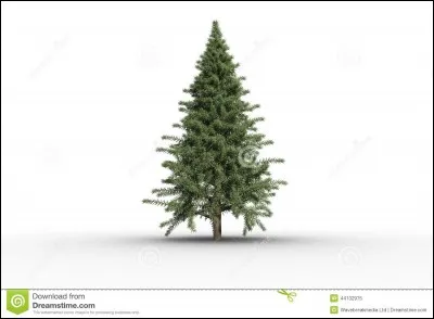 Que dit un sapin arrivé en retard à une fête de Noël ?