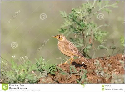 Tout ce qui brille n'est pas d'or, attention de ne pas vous faire plumer sur ce mot !