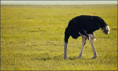 Ca se passe ces jours-ci, ils ont tendance à se mettre la tête dans le sable !