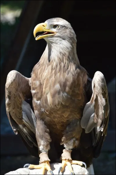 Ses cris peuvent se ...