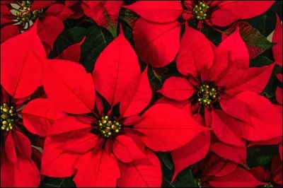 Comment s'appelle la veille de Noël ?