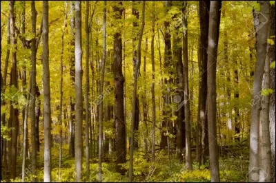 Quel est ton arbre préféré ?
