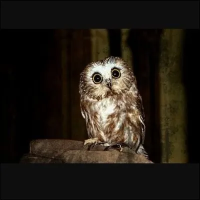 Comment s'appelle le hibou de Ron ?