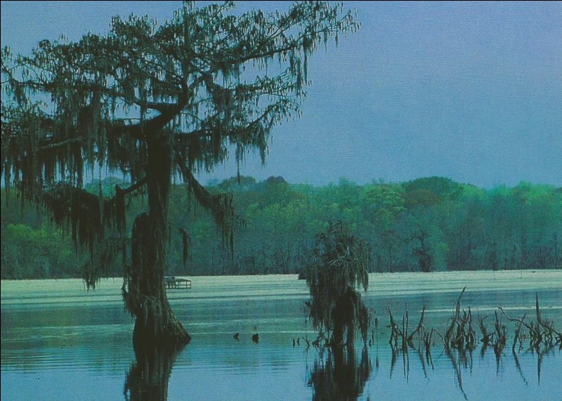 En Louisiane, sous quel nom sont connus les bras secondaires du Mississipi qui ont donné naissance à un extraordinaire réseau de marécages ?