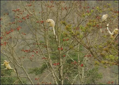 Friands de feuilles et de fruits, comment s'appellent ces singes vivant exclusivement dans les forêts situées à la frontière du Bhoutan et de l'Inde ?