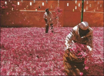 Combien faut-il de roses fraîches pour obtenir 1 litre d'huile essentielle ?