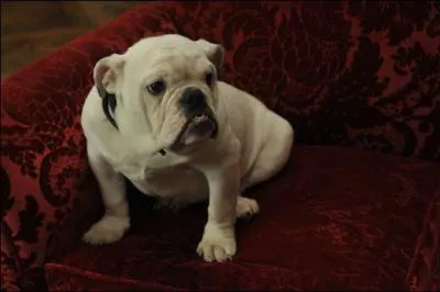 2009 fut galement l'anne des chiens ! Celui-ci accompagne Mathilde Seigner et Alain Chabat dans un drle de film, comment s'appelle-t-il ?