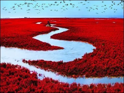Il s'agit d'un phénomène stupéfiant : une vaste étendue de terre recouverte de roseaux rouges éblouissants. On parle d'un véritable trésor naturel, une plage rouge, formée à partir d'une herbe marine appelée la Sueda : c'est aujourd'hui une réserve naturelle doublée d'un écosystème exceptionnel composé de 260 espèces d'oiseaux et 400 espèces d'animaux sauvages.
Il faut situer l'endroit :